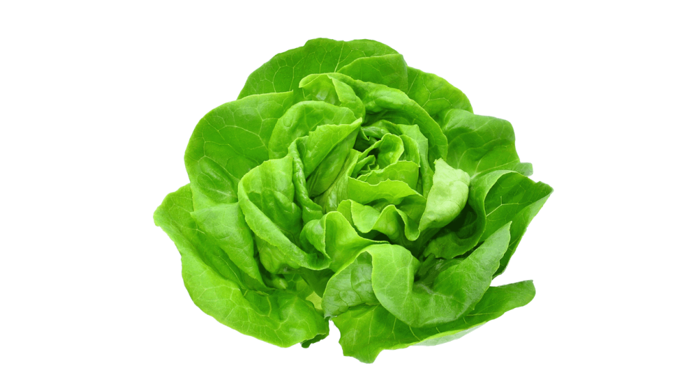 Butterhead Lettuce Chicken Wraps Recipe Vegehome