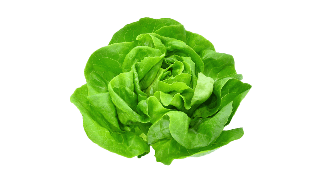 Butterhead Lettuce Vegehome Pods Info