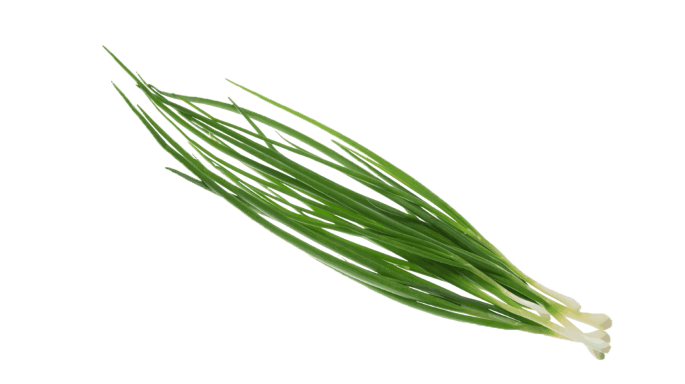 Chives Plant Pod | Vegehome